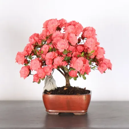 Bonsai Azalée
