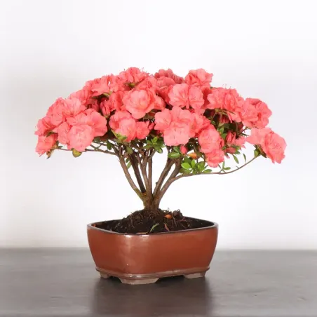 Bonsai Azalée
