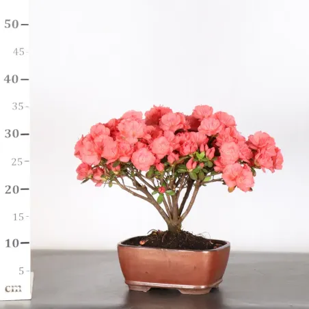 image supplémentaire - AZALÉE JAPONAISE "AZALEA" 3-6