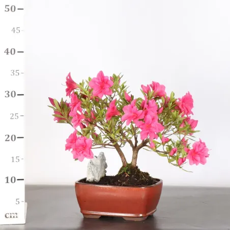 image supplémentaire - BONSAI JAPANSE AZALEA...