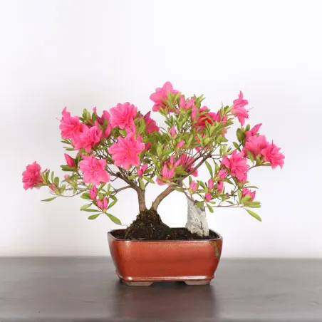 Bonsai Azalée
