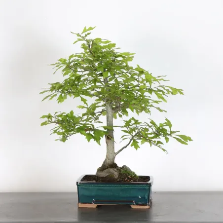 Bonsaï chêne des marais