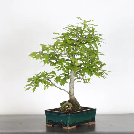 image supplémentaire - CHÊNE DES MARAIS "QUERCUS...