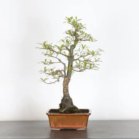 Bonsaï chêne pédonculé (Quercus Robur) 20 ans CHR-1-3