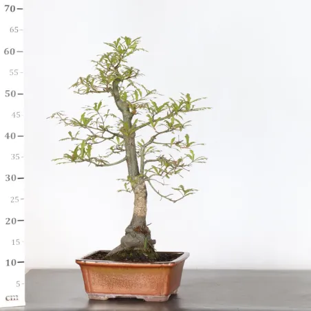 image supplémentaire - CHÊNE DES MARAIS "QUERCUS...