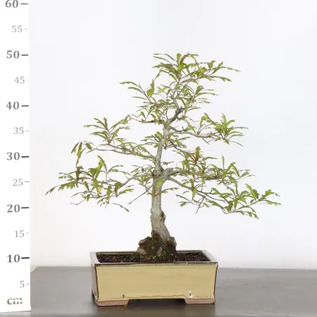 image supplémentaire - CHÊNE DES MARAIS "QUERCUS...