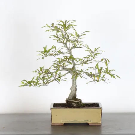 Bonsaï chêne pédonculé (Quercus Robur) 20 ans CHR-1-4