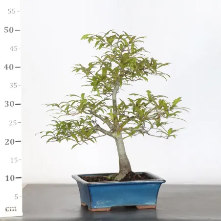 image supplémentaire - OAK BONSAI "QUERCUS CERRIS"...