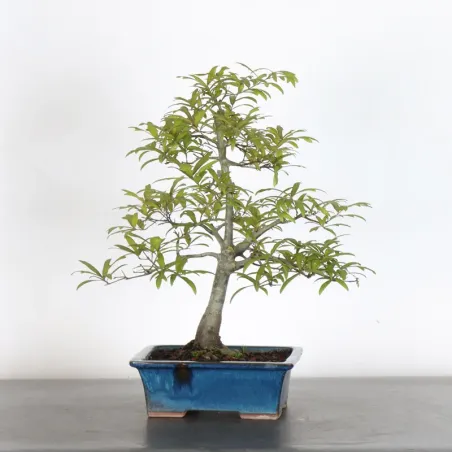 Bonsaï chêne pédonculé (Quercus Robur)  CHR-1-5