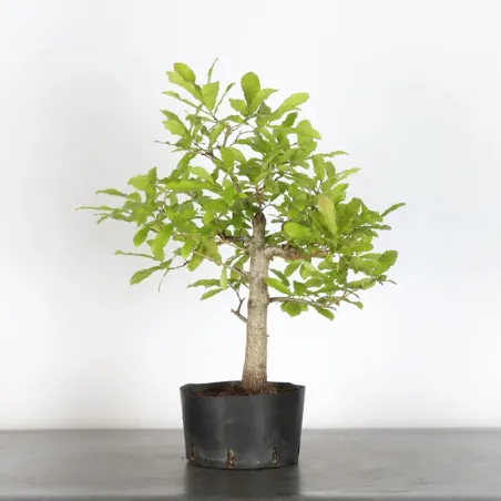 Bonsaï chêne pédonculé (Quercus Robur) CHR-1-6