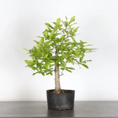 image supplémentaire - CHÊNE DU JAPON "Quercus...