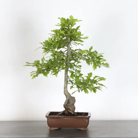 CHÊNE DES MARAIS "QUERCUS PALUSTRIS" 1-7