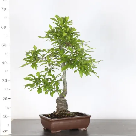 image supplémentaire - CHÊNE DES MARAIS "QUERCUS...