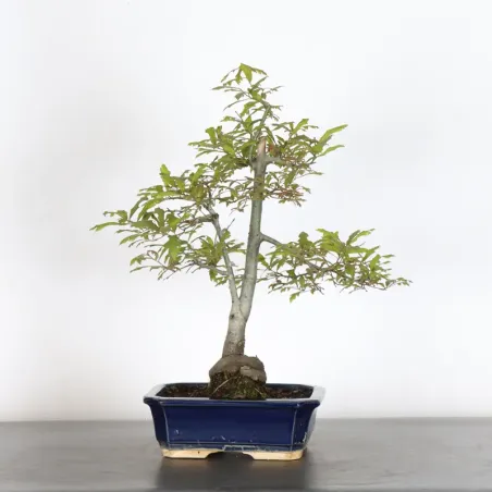 CHÊNE DES MARAIS "QUERCUS PALUSTRIS" 1-8