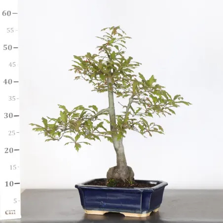 image supplémentaire - OAK "QUERCUS PALUSTRIS" 1-8