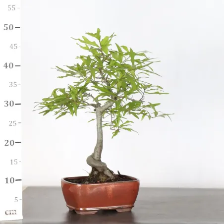 image supplémentaire - Chêne des marais "quercus...