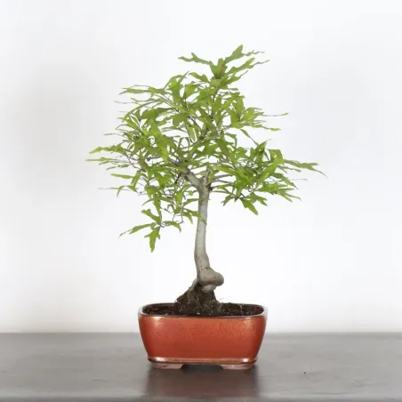 Oak "quercus palustris" 2-7