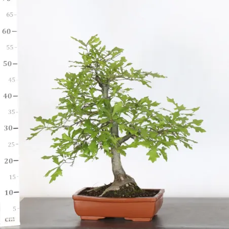 image supplémentaire - Oak "quercus palustris" 2-8