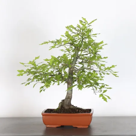 Chêne des marais "quercus palustris" 2-8