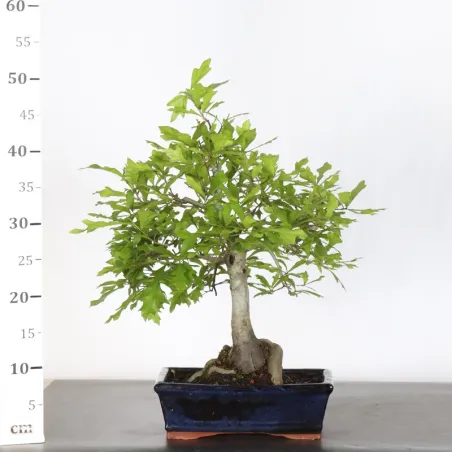 image supplémentaire - CHÊNE DES MARAIS "QUERCUS...