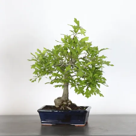 CHÊNE DES MARAIS "QUERCUS PALUSTRIS" 2-9