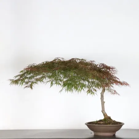 image supplémentaire - ACER DISSECTUM "RED GARNET"...