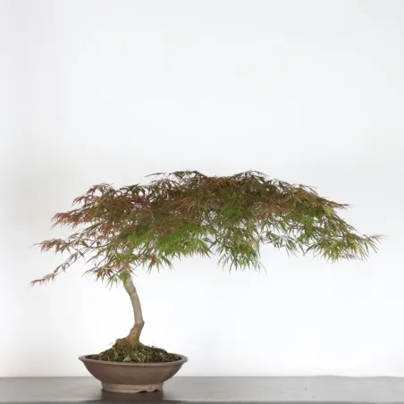 ÉRABLE DU JAPON "ACER DISSECTUM RED GARNET" 2-1