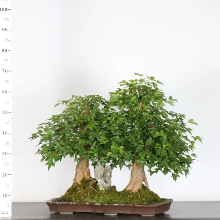 image supplémentaire - Érable forêt "ACER...