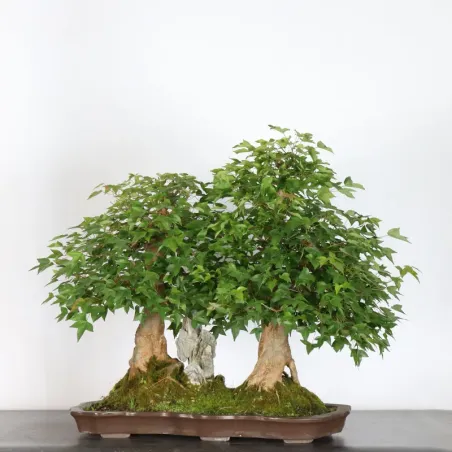 Bonsai Erable Burger AB-3-8