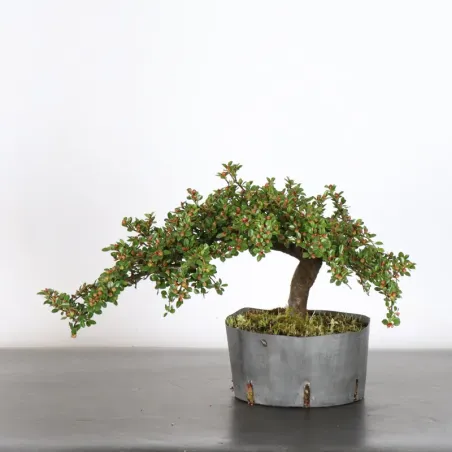 Bonsai Cotoneaster