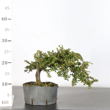 image supplémentaire - COTONÉASTER "HORIZONTALIS" 1-1