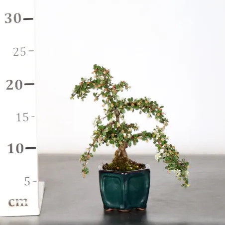 image supplémentaire - COTONÉASTER "dammeri" 1-2