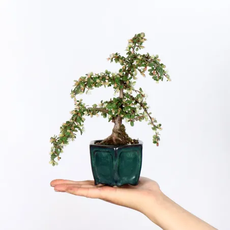 Bonsai Cotoneaster