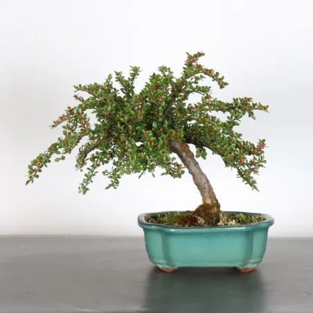 Bonsai Cotoneaster