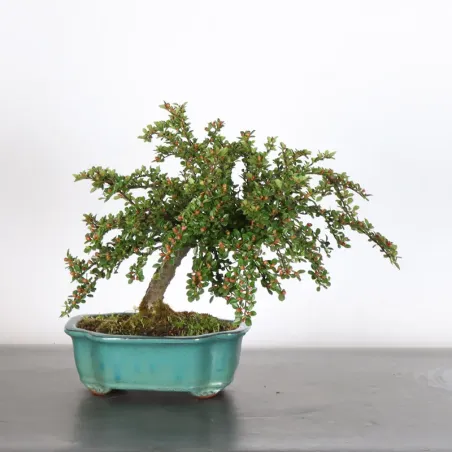 image supplémentaire - COTONÉASTER "HORIZONTALIS" 1-3