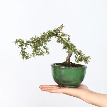 Bonsai Cotoneaster en vente