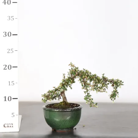 image supplémentaire - COTONÉASTER "dammeri" 1-4