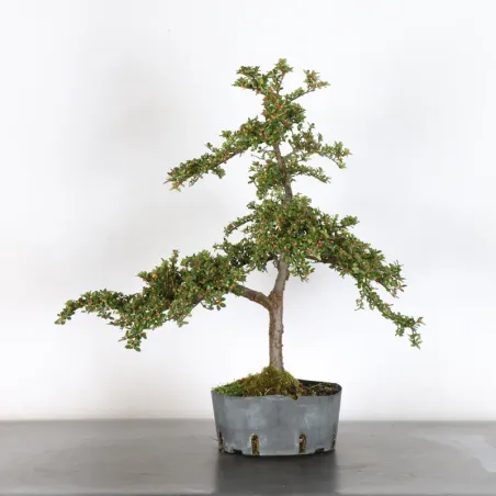 Bonsai Cotoneaster