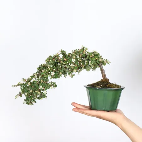 Bonsai Cotoneaster
