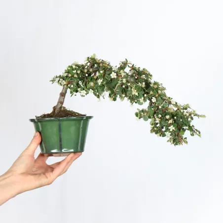 image supplémentaire - COTONÉASTER "dammeri" 1-6