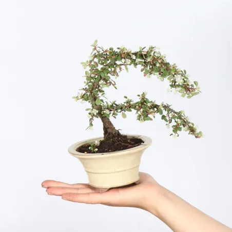 Bonsai Cotoneaster