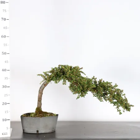 image supplémentaire - Cotonéaster "horizontalis" 1-8