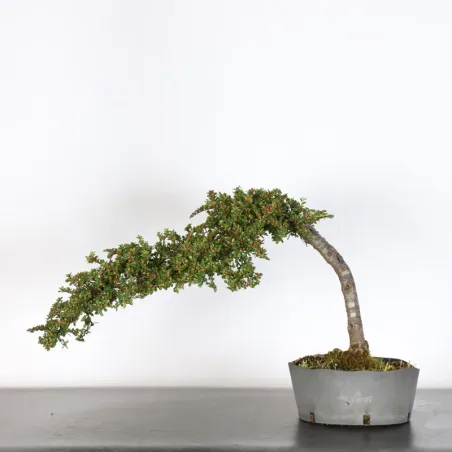Bonsai Cotoneaster
