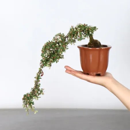 Bonsai Cotoneaster