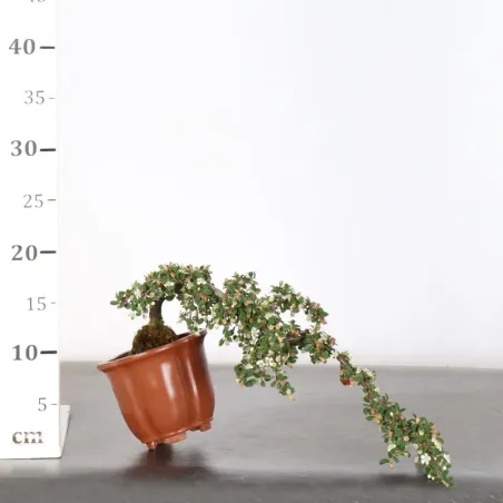 image supplémentaire - COTONÉASTER "dammeri" 1-9