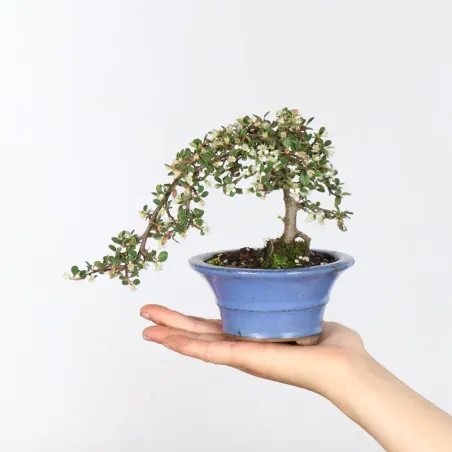 Bonsai Cotoneaster