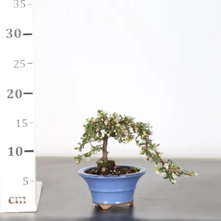 image supplémentaire - COTONEASTER "dammeri" 1-10