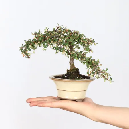 COTONÉASTER "dammeri" 1-11