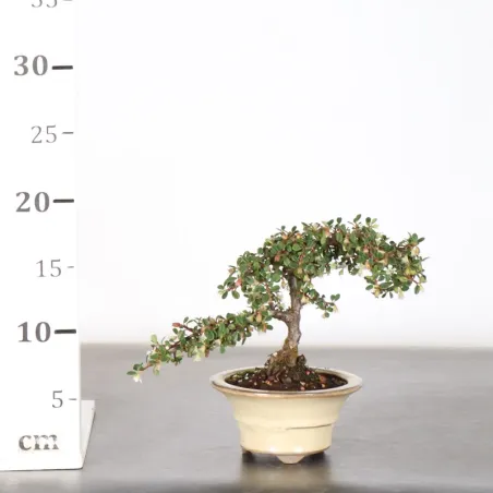 image supplémentaire - COTONÉASTER "dammeri" 1-11