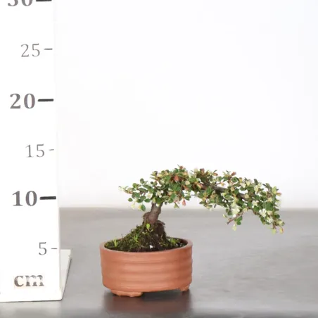 image supplémentaire - COTONÉASTER "dammeri" 1-12